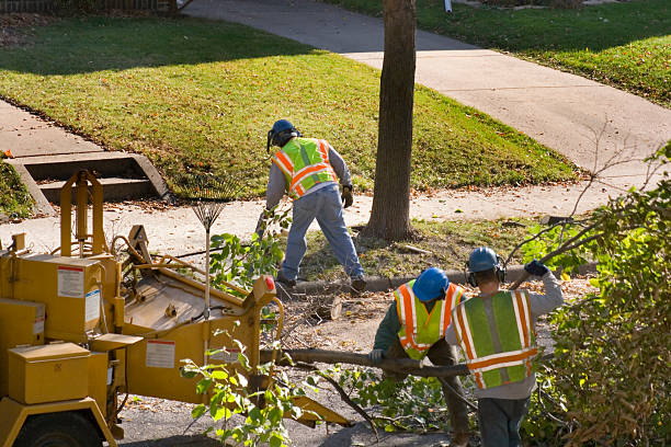 How Our Tree Care Process Works  in Maywood, NJ